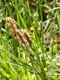 Attēlu rezultāti vaicājumam “Carex caryophyllea flower”