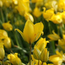Attēlu rezultāti vaicājumam “Tulipa sylvestris flower”