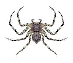 Attēlu rezultāti vaicājumam “Philodromus margaritatus”