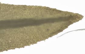 Attēlu rezultāti vaicājumam “Dichodontium pellucidum”