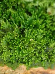 Attēlu rezultāti vaicājumam “Riccardia palmata”