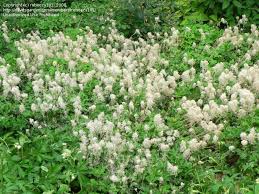 Attēlu rezultāti vaicājumam “Anemone sylvestris bud”