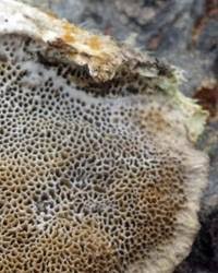 Attēlu rezultāti vaicājumam “Trametes hirsuta”