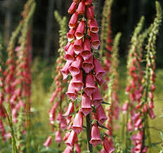 Attēlu rezultāti vaicājumam “Digitalis purpurea fruit”