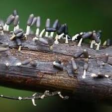 Attēlu rezultāti vaicājumam “Diachea leucopodia”