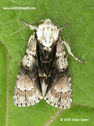 Attēlu rezultāti vaicājumam “Acronicta alni”