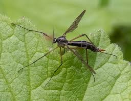 Attēlu rezultāti vaicājumam “Ptychoptera sp.”