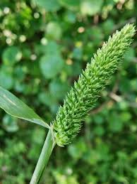 Attēlu rezultāti vaicājumam “Phleum phleoides fruit”