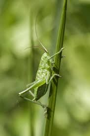 Attēlu rezultāti vaicājumam “Decticus verrucivorus nymph”