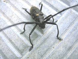 Attēlu rezultāti vaicājumam “Monochamus urussovi”