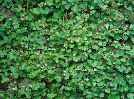 Attēlu rezultāti vaicājumam “Cymbalaria muralis”