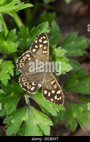 Attēlu rezultāti vaicājumam “Pararge aegeria upperside”