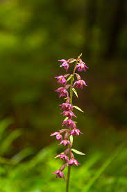 Attēlu rezultāti vaicājumam “Epipactis atrorubens flower”