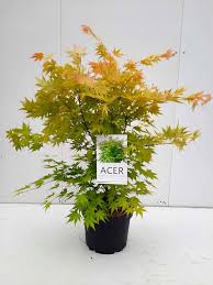 Image result for Acer palmatum `Orange Dream`