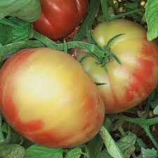 Afbeeldingsresultaat voor northern lights tomato