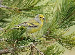 Image result for Carduelis citrinella