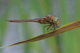 Attēlu rezultāti vaicājumam “Aeshna isoceles”