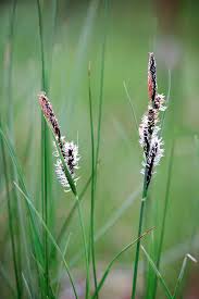 Attēlu rezultāti vaicājumam “Carex nigra”