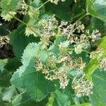 Attēlu rezultāti vaicājumam “Alchemilla subcrenata  flower”