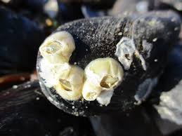 Attēlu rezultāti vaicājumam “Balanus improvisus”