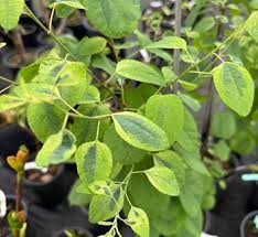 Attēlu rezultāti vaicājumam “Cercidiphyllum japonicum leaf”