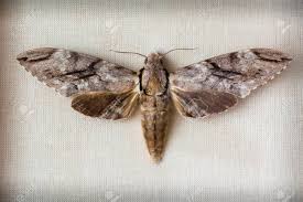 Attēlu rezultāti vaicājumam “Sphinx pinastri”