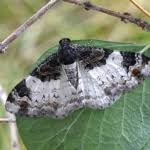 Attēlu rezultāti vaicājumam “Catarhoe cuculata”