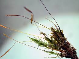 Attēlu rezultāti vaicājumam “Tetraphis pellucida”