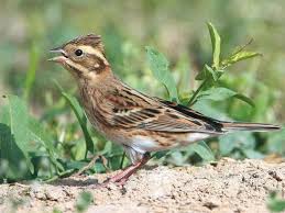 Image result for Emberiza rustica