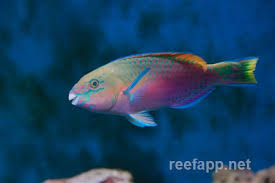 Image result for Scarus psittacus