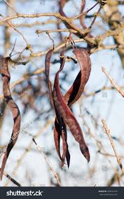 Attēlu rezultāti vaicājumam “Gleditsia triacanthos”