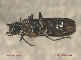 Attēlu rezultāti vaicājumam “Oedemeridae”