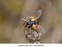 Attēlu rezultāti vaicājumam “Gymnosoma sp.”