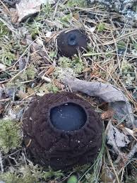 Attēlu rezultāti vaicājumam “Sarcosoma globosum”