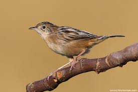 Image result for Cisticola juncidis