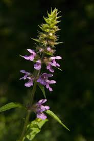 Attēlu rezultāti vaicājumam “Stachys palustris flower”
