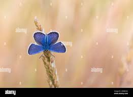 Attēlu rezultāti vaicājumam “Plebejus argus male”