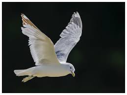 Attēlu rezultāti vaicājumam “Larus argentatus nest”