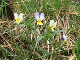 Attēlu rezultāti vaicājumam “Viola tricolor subsp. matutina flower”