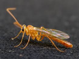 Attēlu rezultāti vaicājumam “Ichneumonidae imago”