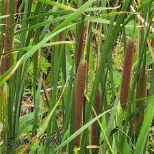 Attēlu rezultāti vaicājumam “Typha angustifolia  fruit”