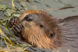 Image result for Castor fiber