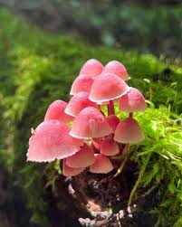 Attēlu rezultāti vaicājumam “Mycena haematopus”