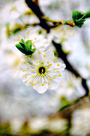 Attēlu rezultāti vaicājumam “Padus avium flower”