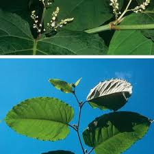 Attēlu rezultāti vaicājumam “Reynoutria sachalinensis leaf”