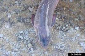 Image result for Mylopharyngodon piceus