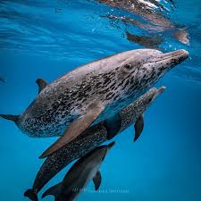 Image result for Durley Dolphin Diver