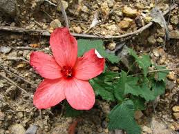 Image result for Abelmoschus moschatus