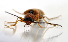 Attēlu rezultāti vaicājumam “Denticollis linearis”