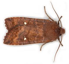 Attēlu rezultāti vaicājumam “Eupsilia transversa”